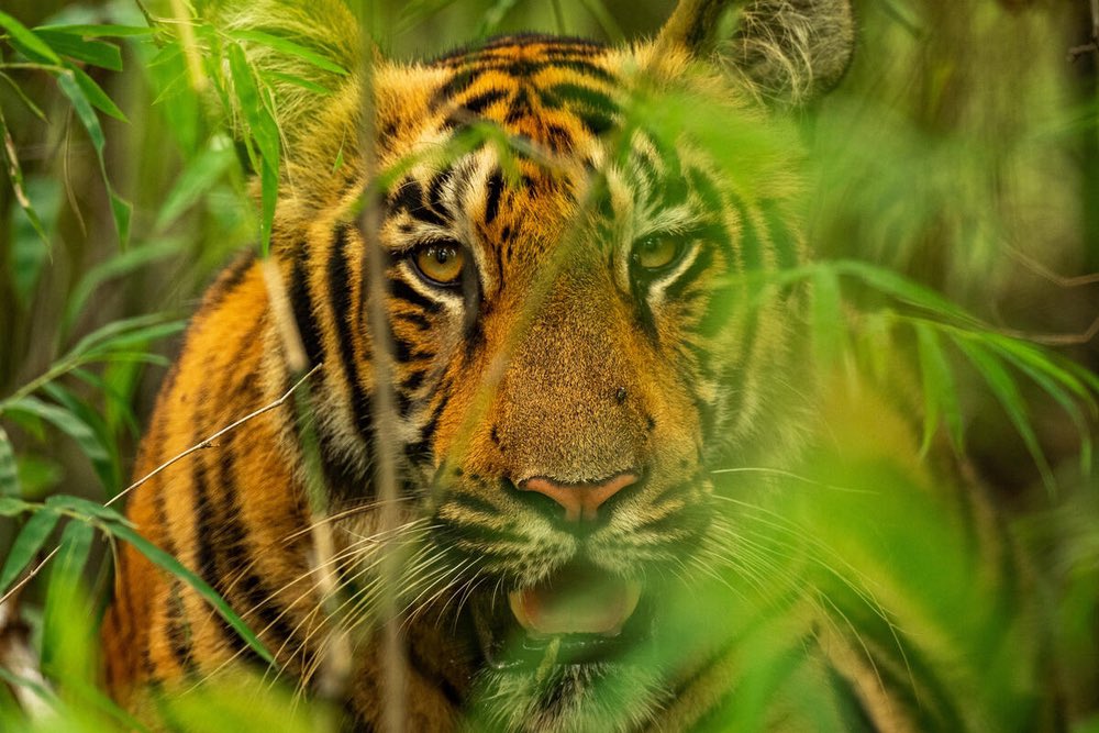 For today’s #GlobalTigerDay in this #YearoftheTiger, #Nepal announced it achieved its global commitment, made in 2010, to double the country’s wild tiger population by 2022. A 2022 survey revealed there are an estimated 355 tigers now in the country, up from 121 in 2010.