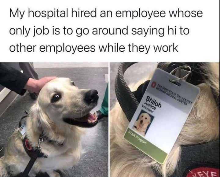 WholesomeMeme's tweet image. 