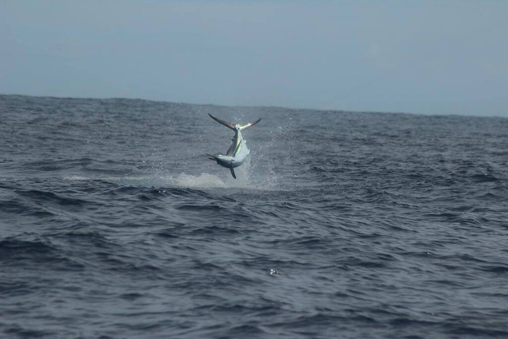 project_dynamar's tweet image. Wondering why marlin jump? Us too! 

These answers are still unknown but there are multiple theories. Some think marlin jump to try and throw the hook out of their mouth when caught. It’s common to see marlin shake their heads frantically when jumping ou… instagr.am/p/Cgm-e-5viCa/