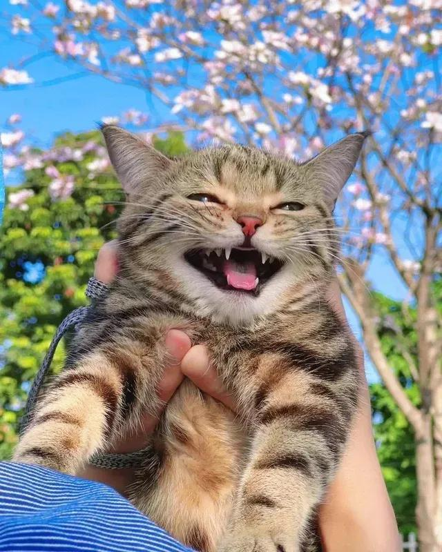 WholesomeMeme's tweet photo. https://t.co/0INTGQKnYZ