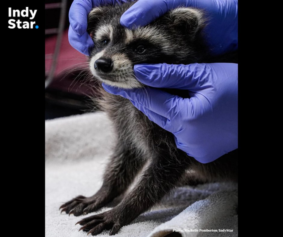indystar's tweet photo. It's been a long week.  You deserve photos of a baby raccoon at the vet.  

For more on the day we spent at an avian and exotics veterinary clinic: https://t.co/pTxR2oZCdO https://t.co/aFP6abmUVc