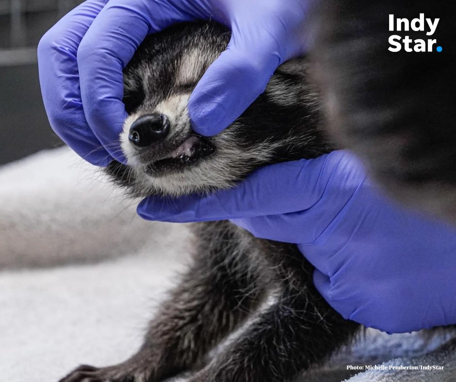 indystar's tweet photo. It's been a long week.  You deserve photos of a baby raccoon at the vet.  

For more on the day we spent at an avian and exotics veterinary clinic: https://t.co/pTxR2oZCdO https://t.co/aFP6abmUVc