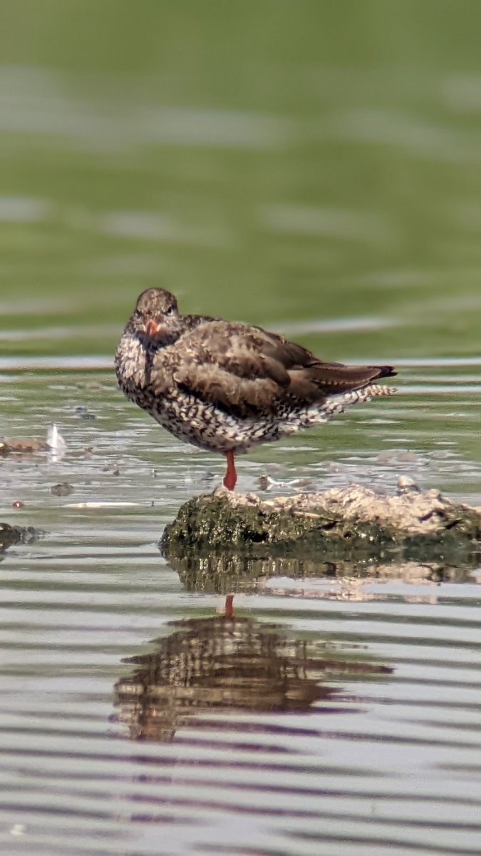 spotter_new's tweet photo. Redshank I think... @WWTSlimbridge this afternoon, photo through the scope. Getting use to the kit before heading to Mull in a few weeks. 
#Glosbirds #slimbridge @vikingoptical #googlepixel5 #scopephoto https://t.co/e4jyosV9Vn