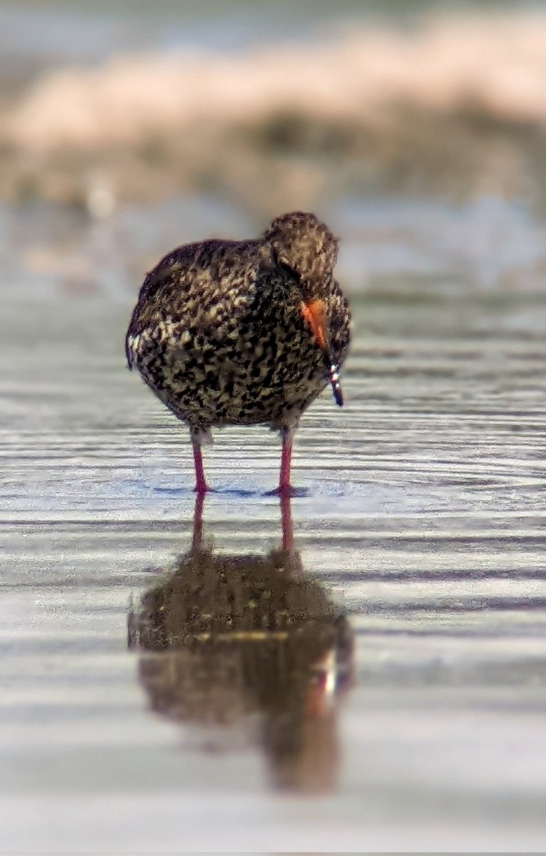spotter_new's tweet photo. Redshank I think... @WWTSlimbridge this afternoon, photo through the scope. Getting use to the kit before heading to Mull in a few weeks. 
#Glosbirds #slimbridge @vikingoptical #googlepixel5 #scopephoto https://t.co/e4jyosV9Vn