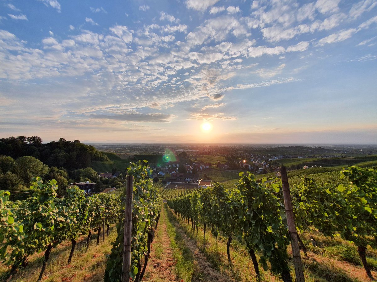 #sunset <a href="/WeingutRenner/">Familien-Weingut Renner</a>