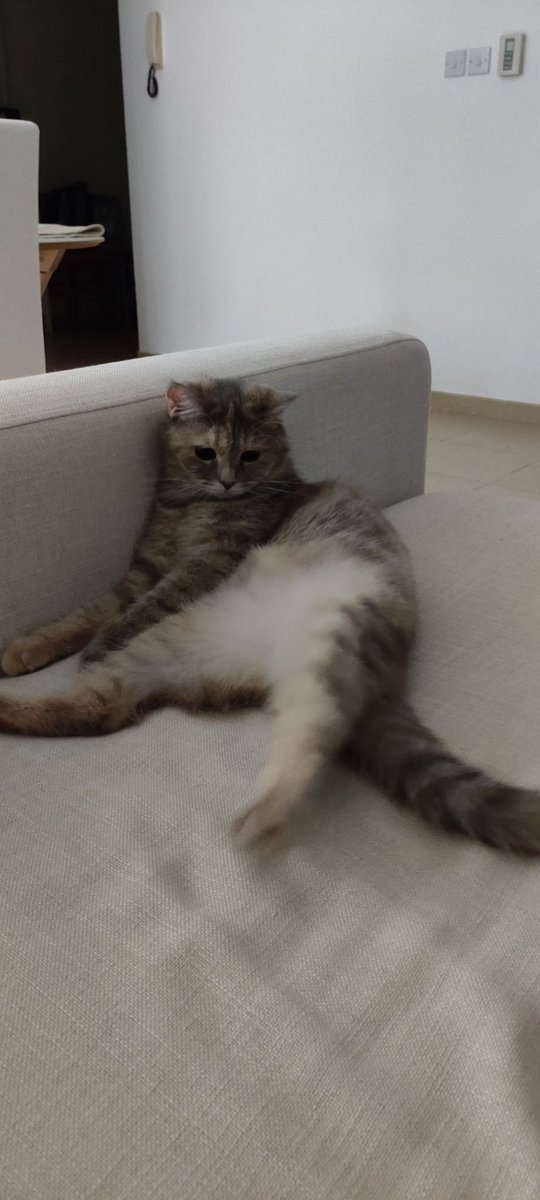 iamAMagiciaN_'s tweet photo. @dizzykitten7 This is Lucy. https://t.co/r30i0HlgLD