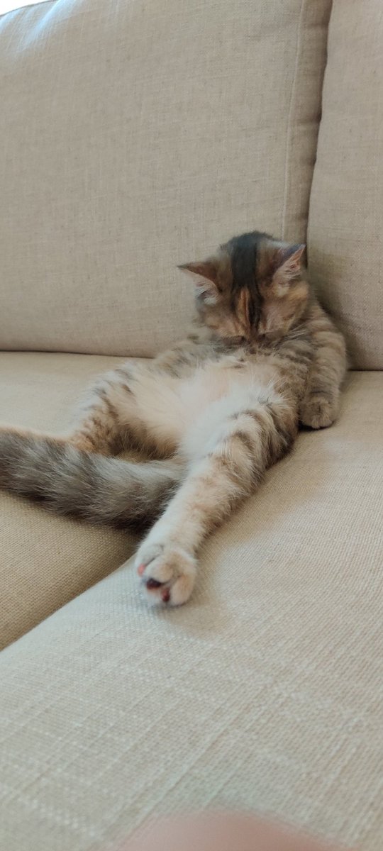 iamAMagiciaN_'s tweet photo. @dizzykitten7 This is Lucy. https://t.co/r30i0HlgLD