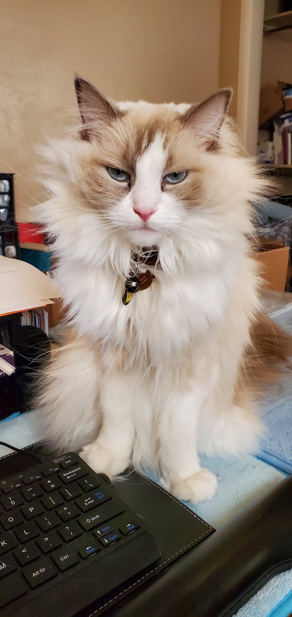 Thibodeaux32117's tweet photo. Thibodeaux: human! Give me treats. Now!!! #CatsofTwittter #cat #randoll #treat #demand https://t.co/fdILZkSO6s