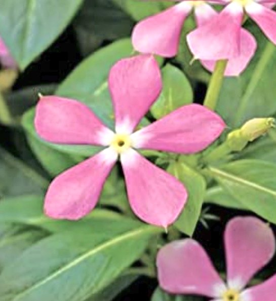 リーママ グッジョブマイライフ 6月から不定期になりますがよろしくお願いします おはようございます 7月30日の誕生花は 日々草 ニチニチソウ 6月 10月頃にかけて 新しい花を次々と咲かせ 毎日花が絶えないことから 日々草 と呼ばれています リーママ グッジョブマイライフ 6月から不定期になりますがよろしくお願いします おはようございます 7月30日の誕生花は 日々草 ニチニチソウ 6月 10月頃にかけて 新しい花を次々と咲かせ 毎日花が絶えないことから 日々草 と呼ばれています