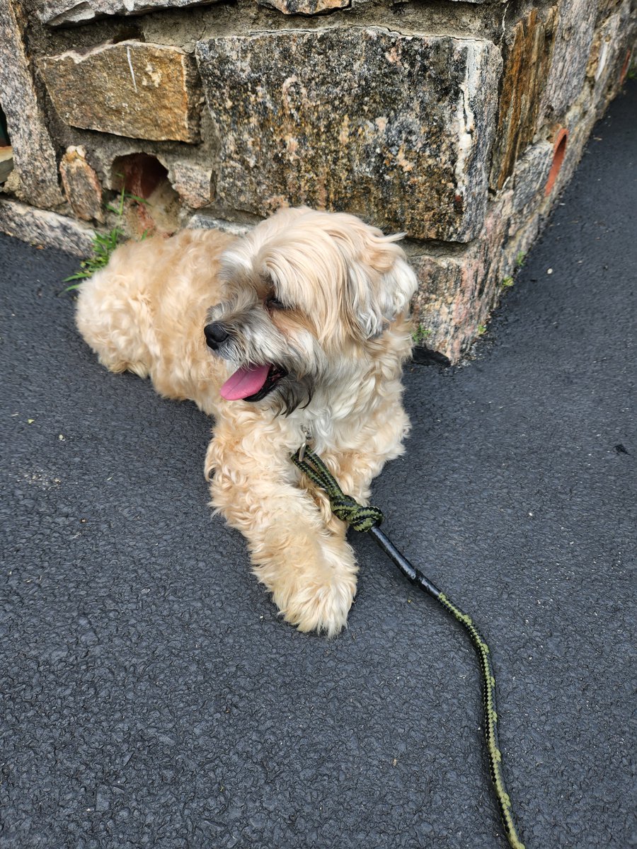 #foundk9   Do you know me?  I was found in the area of Bainbridge Ave in Thornwood.  Call police dispatch 769-1941.