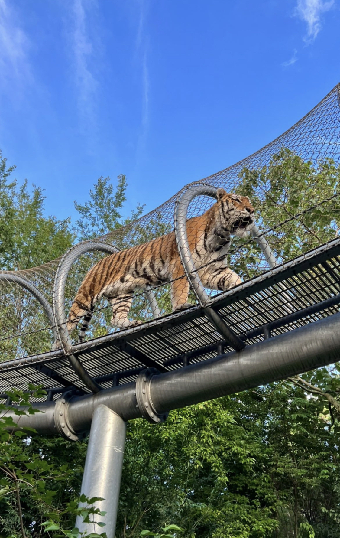 Tigers: The world's largest cats