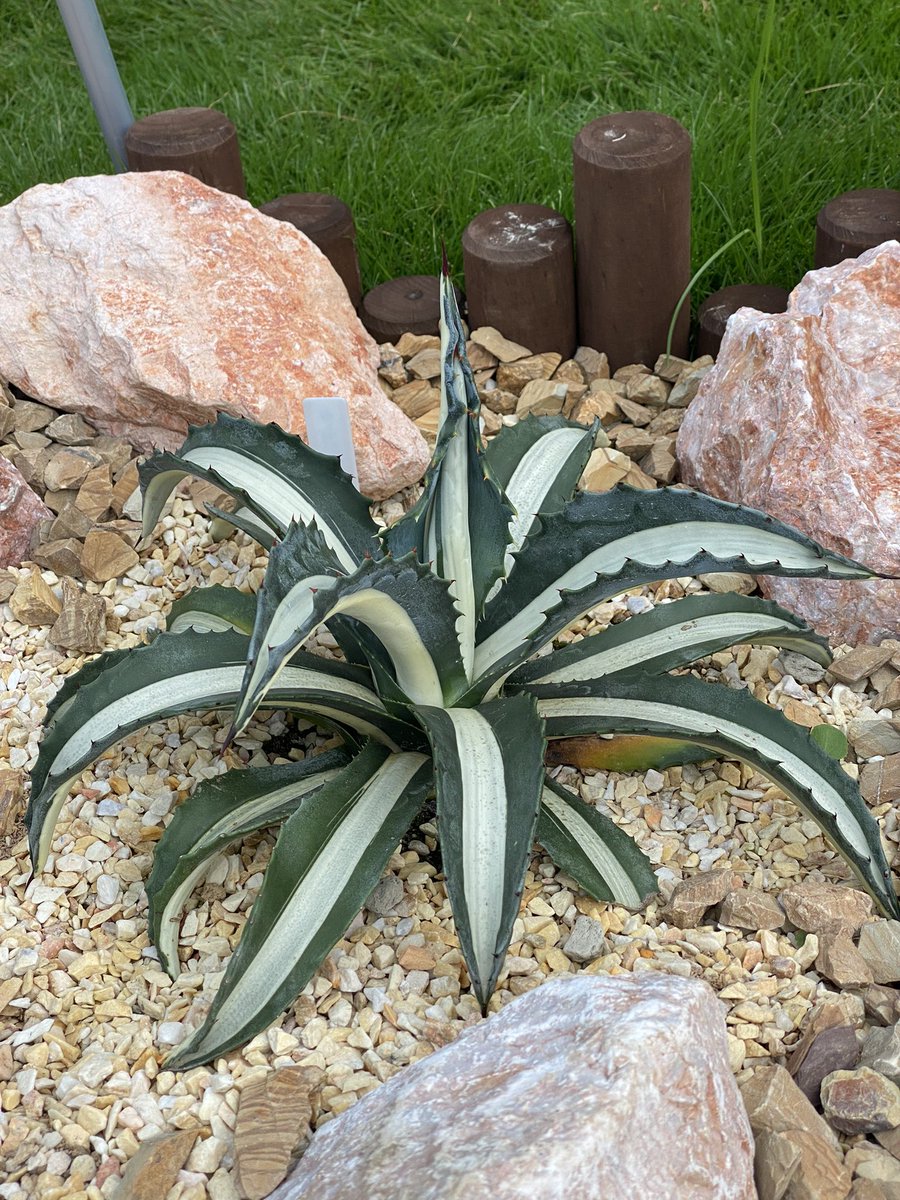 gpro1234's tweet photo. #ドライガーデン 
#アガベ
＃アメリカーナ
＃地植え
#多肉植物
地植えしてからの歯の展開がエグ過ぎる🫣🫣 🫣 https://t.co/C7JINvDc7N