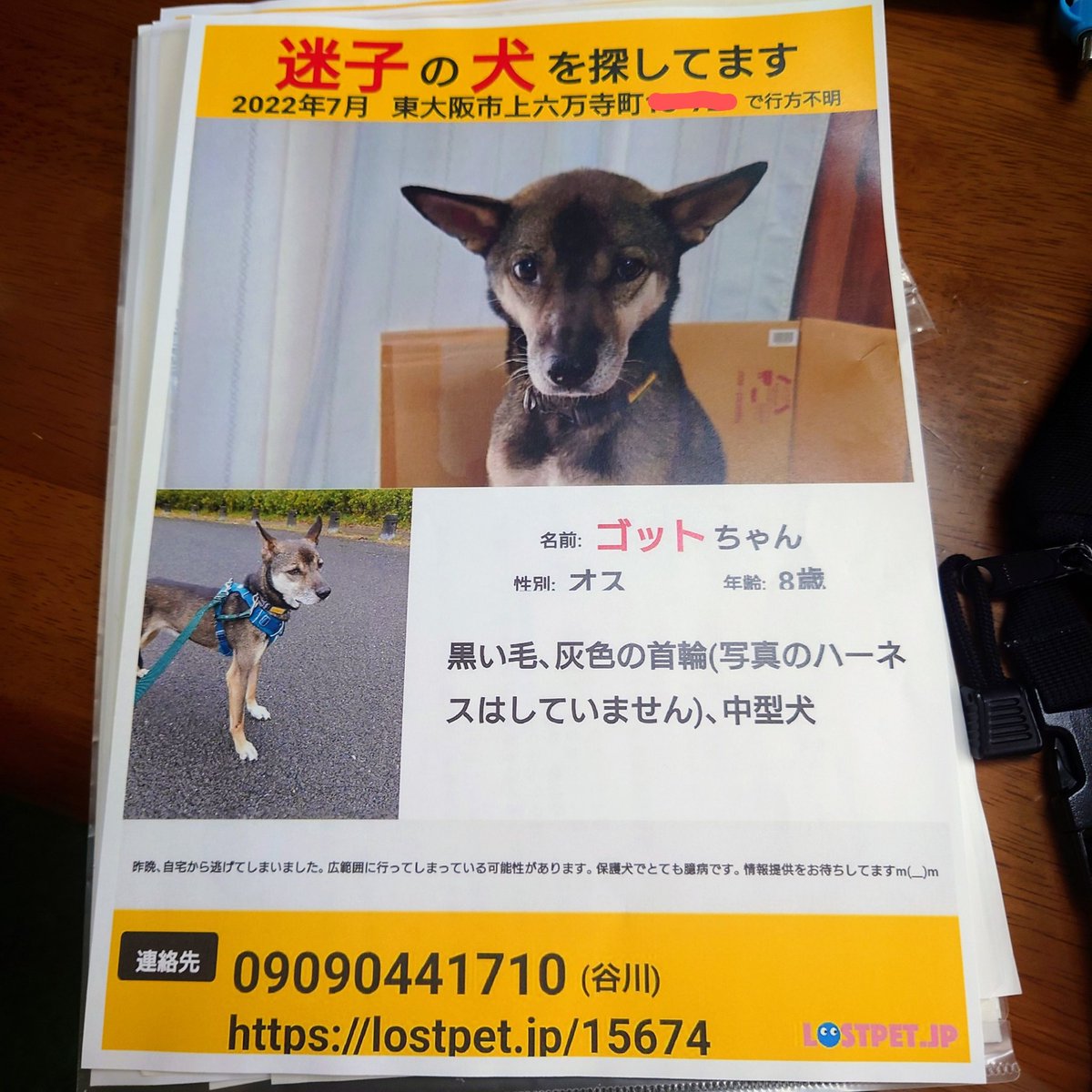 mgt26565995's tweet image. 2022年7月28日夜、飼っていた犬が逃げてしまいました。とても臆病で怖がりです。見かけれた際は、声をかけず追いかけず、写真や動画を頂ければ幸いです。どんな小さな情報でも構いまん。
特徴の追加
*立ち耳で柴犬よりは少し大きめ
*スレンダーな体型
*口元は少し白っぽい
よろしくお願い致します。