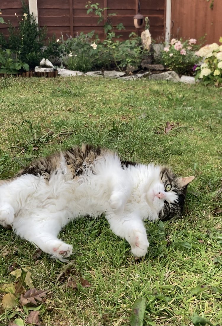 Cassandra Cavallaro tweet media