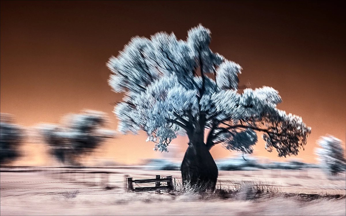 Join us this Saturday, July 29 via Zoom from 11 a.m. to 1 p.m. PST for the closing reception with photographers featured in the first ever Photo Independent Virtual Fair... on now through July 31! Image: Jannick Clausen: Boab Tree. More info / RSVP at: virtual.photoindependent.com