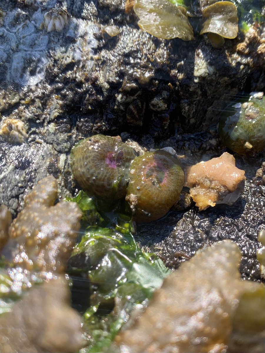 Isabel Pen (@pen_emone) on Twitter photo This is why I love rocky intertidal habitats! Aggregating anemones (Anthopleura elegantissima) from Cattle Point <a href="/MarineBiol_FHL/">Friday Harbor Labs</a> #cnidaria #anemones #invertebrates #BITI This is why I love rocky intertidal habitats! Aggregating anemones (Anthopleura elegantissima) from Cattle Point <a href="/MarineBiol_FHL/">Friday Harbor Labs</a> #cnidaria #anemones #invertebrates #BITI