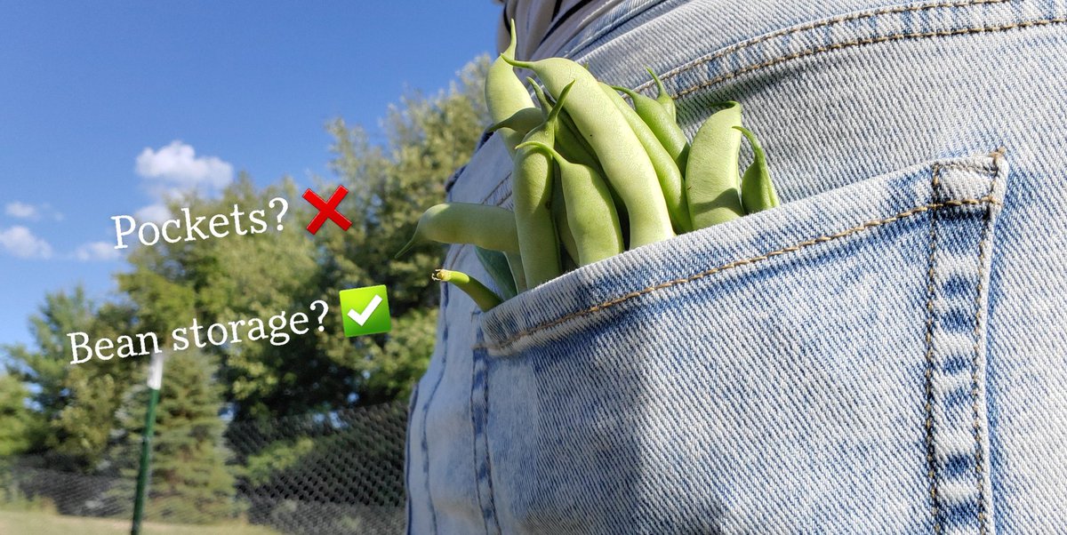 bryyycheese's tweet photo. 🌿just garden things 🌿 https://t.co/QdaXPnYoZk