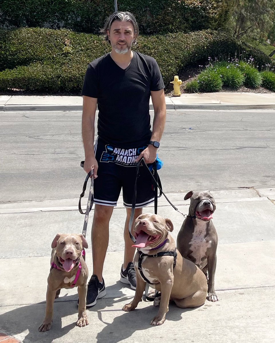 Happiest adoption to our darling angel Laurel. We are over the moon that she has found a wonderful and breed savvy family that will adore her till the rest of her life!💜🐶

#istandwithmypack 
#DogsofTwittter #RescueDogs