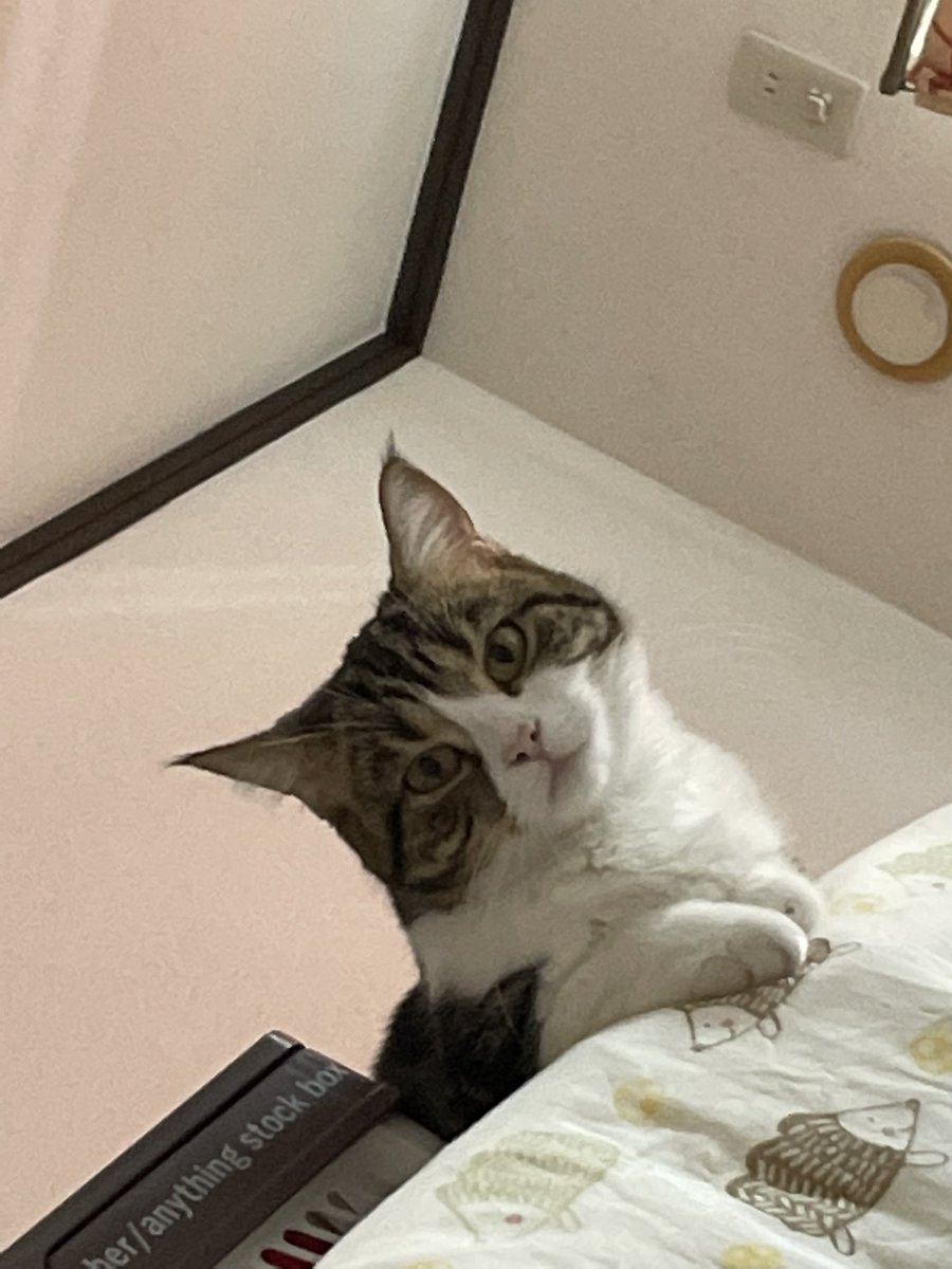 kuraritoron's tweet photo. 引越しました！
郡山市民になりましたぁ！
またいつも通り猫たちの様子を載せていきまーす！
#クラリ日記 #マンチカン短足 #スコティッシュフォールド折れ耳 #トロン日記 #マリン日記 #保護猫 #2ヶ月 #猫好きさんと繋がりたい #猫しか勝たん #猫がいる暮らし #猫写真 https://t.co/2DSV31BzPZ