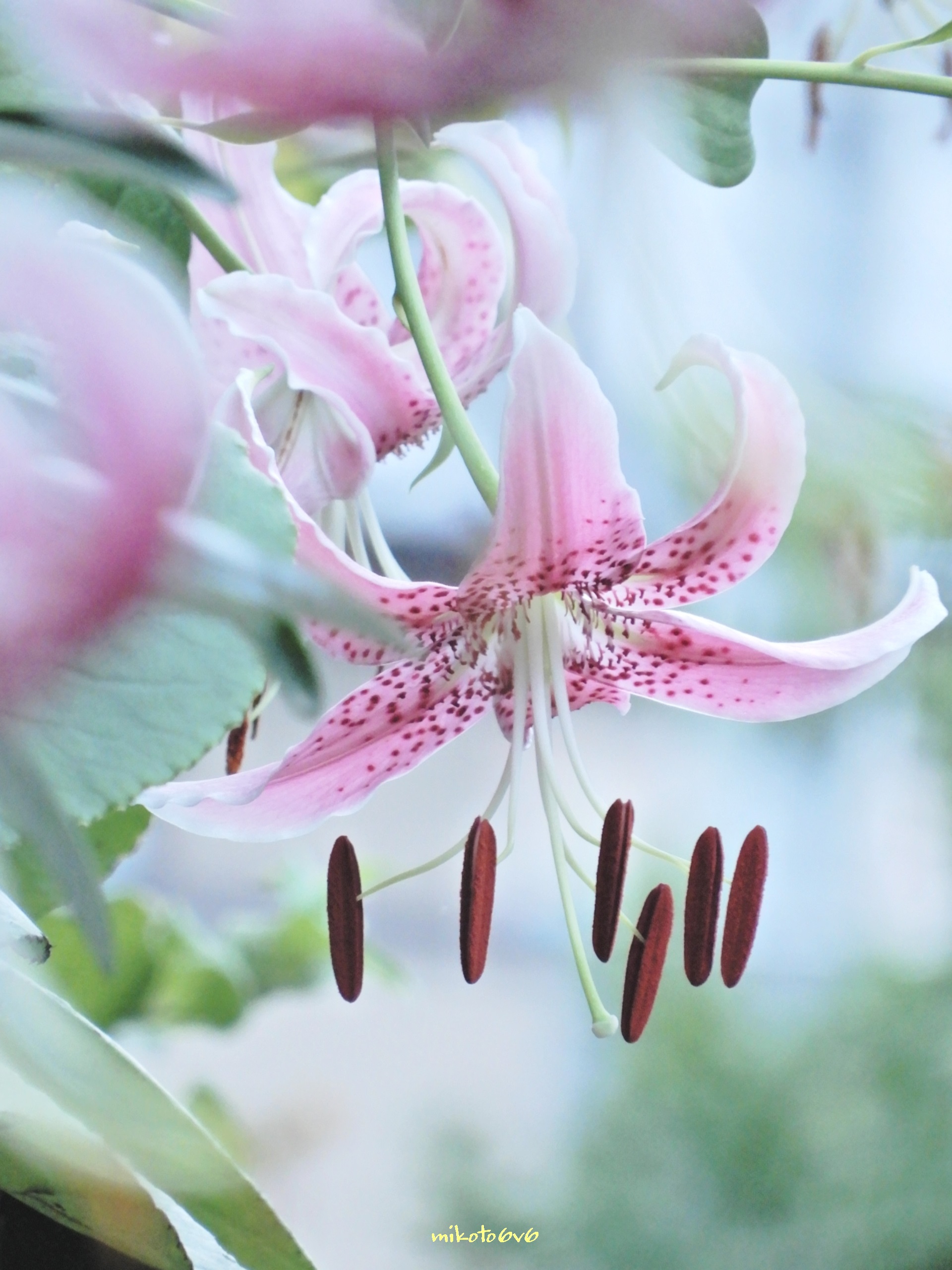 Mikoto 華麗に咲き誇る 百合の花 花言葉 上品 飾らない美 威厳 慈悲深さ 富と誇り 衰えることない華やかさ 鹿の子百合 カノコユリ 花写真 私とニコンで見た世界 写真で伝えたい私の世界 キリトリセカイ Brilliantlily