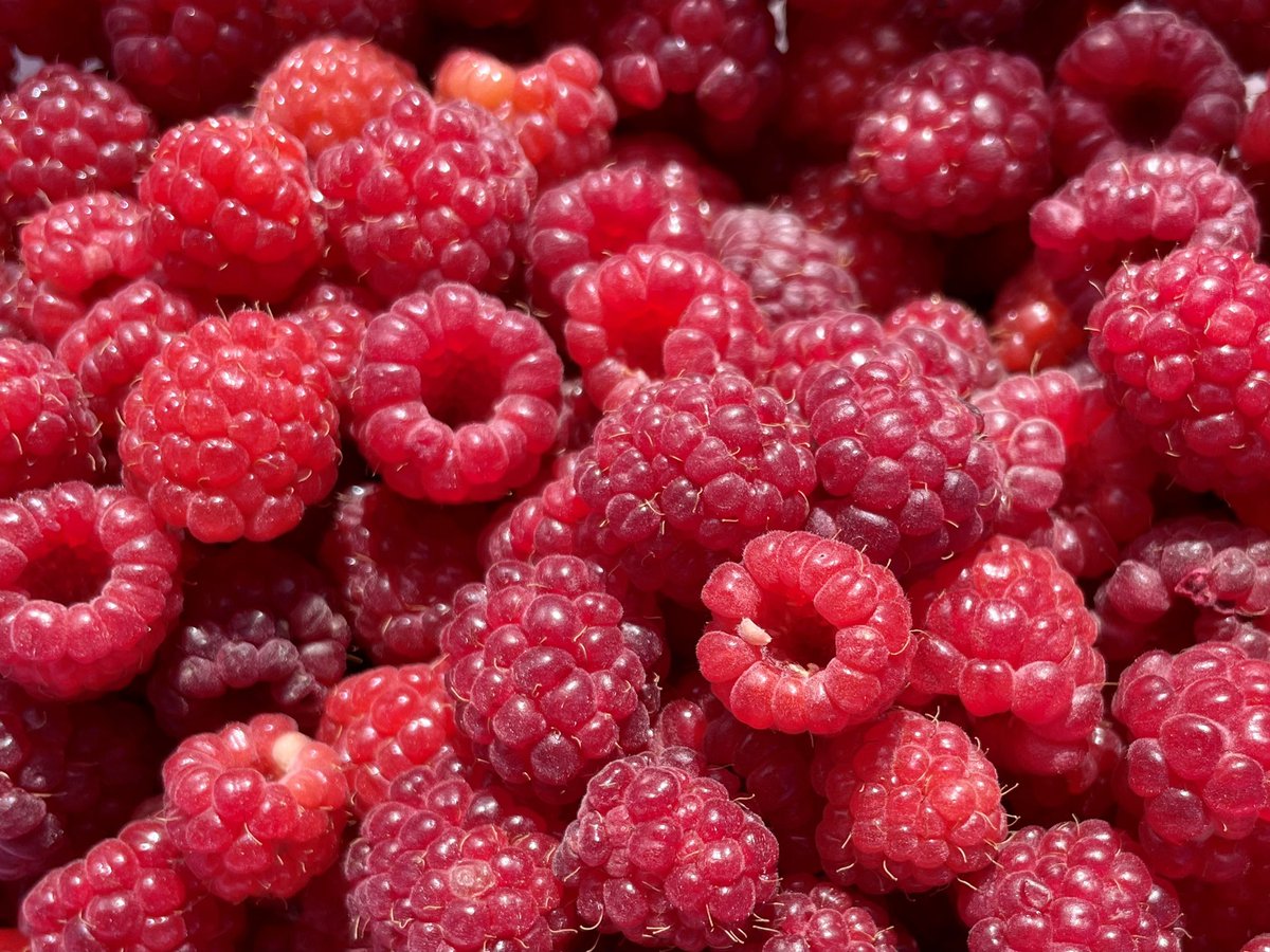 From the garden🙏🏽

#PrinceRupert 
#NorthernLiving 
#Raspberries