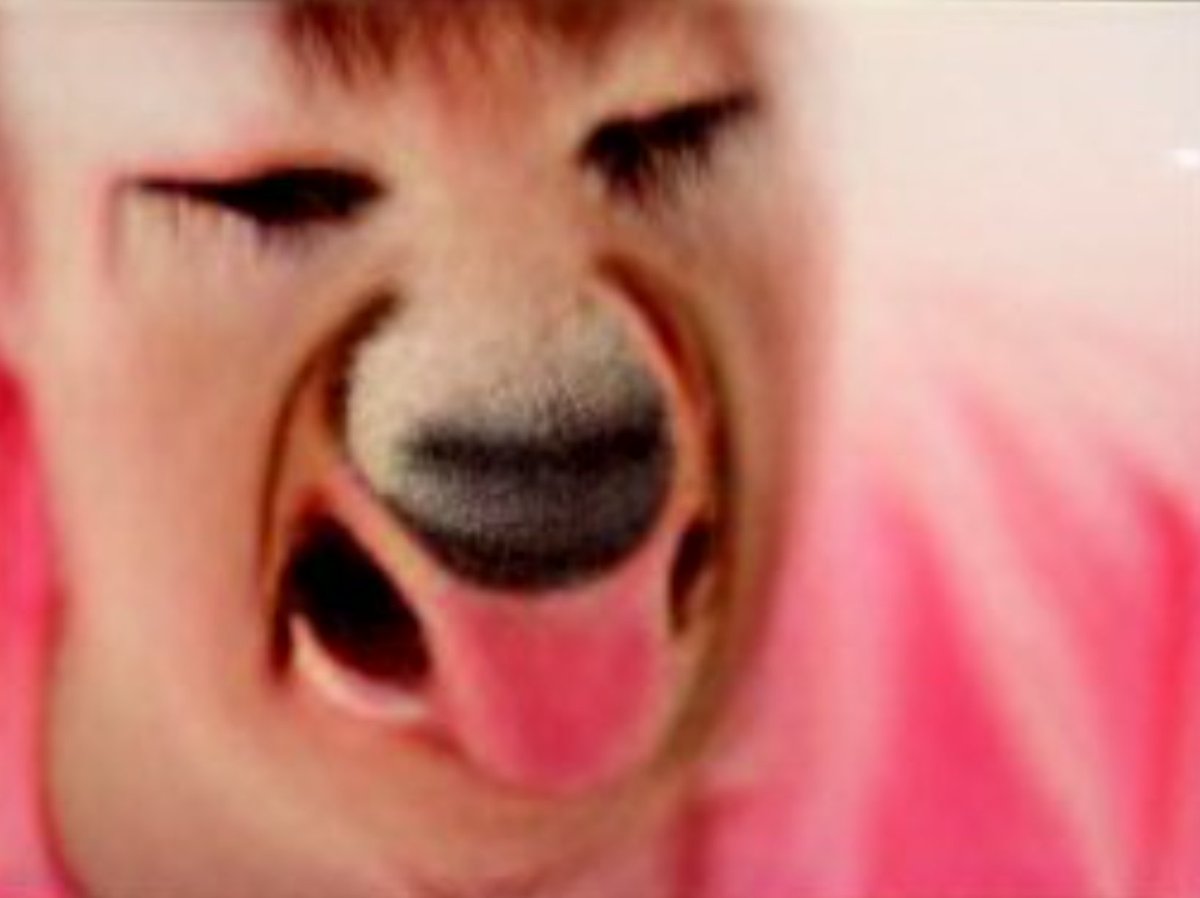 jokerfan79's tweet photo. Unwilling dog women under a curse.
#Dallemini #DogTFFan #TFTuesday #TFeveryday #caninetf #ai #dogtransformation https://t.co/W0LvbqoOf7