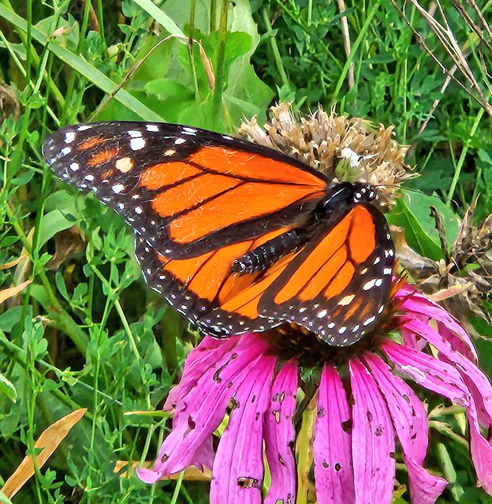 Kensey Schultz tweet media