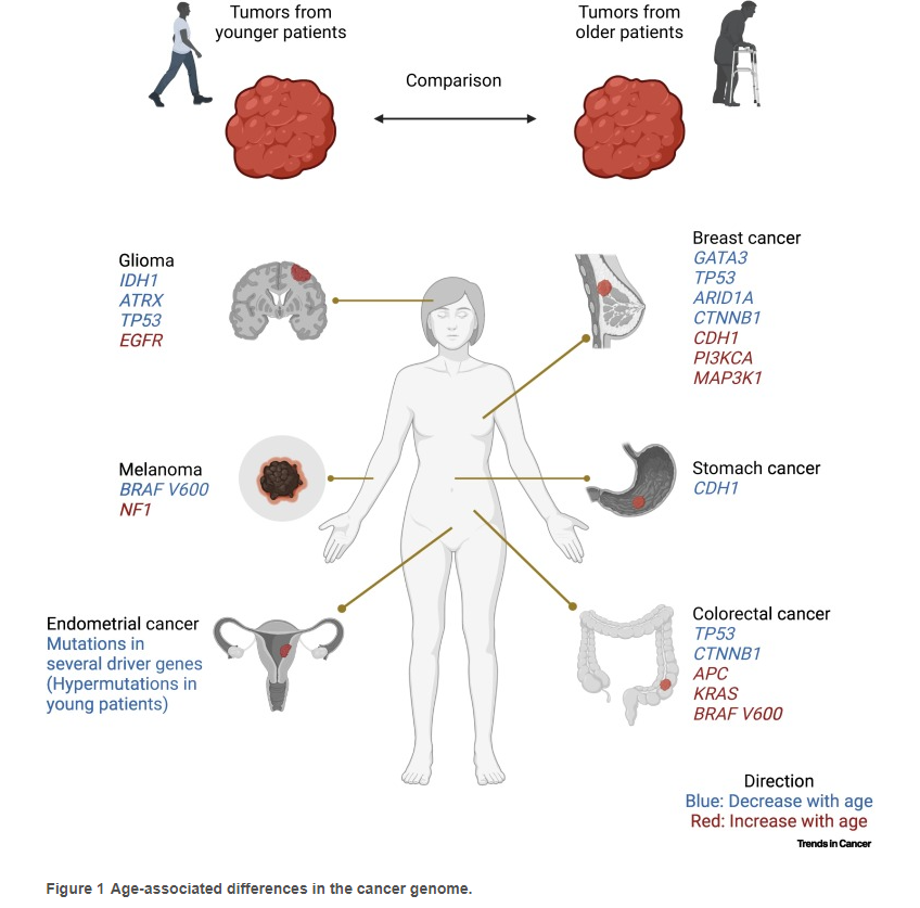 Age &amp; the molecular landscape of tumors. Breast cancer in younger patients is more aggressive with poorer survival, while older ovarian cancer patients have worst prognosis. Somatic mutations in cancer genes are not uniformly distributed across age. 
cell.com/trends/cancer/…