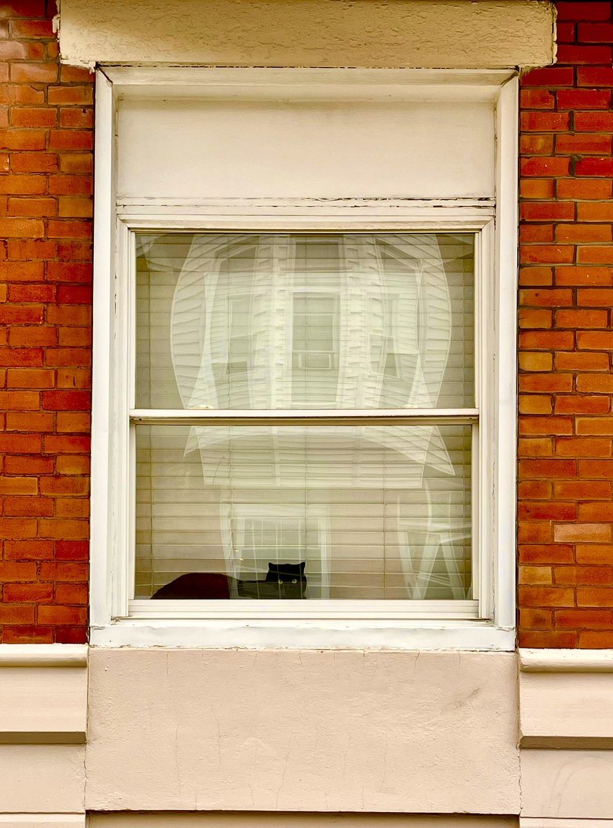 Some window cats of Pennsport, South Philadelphia.