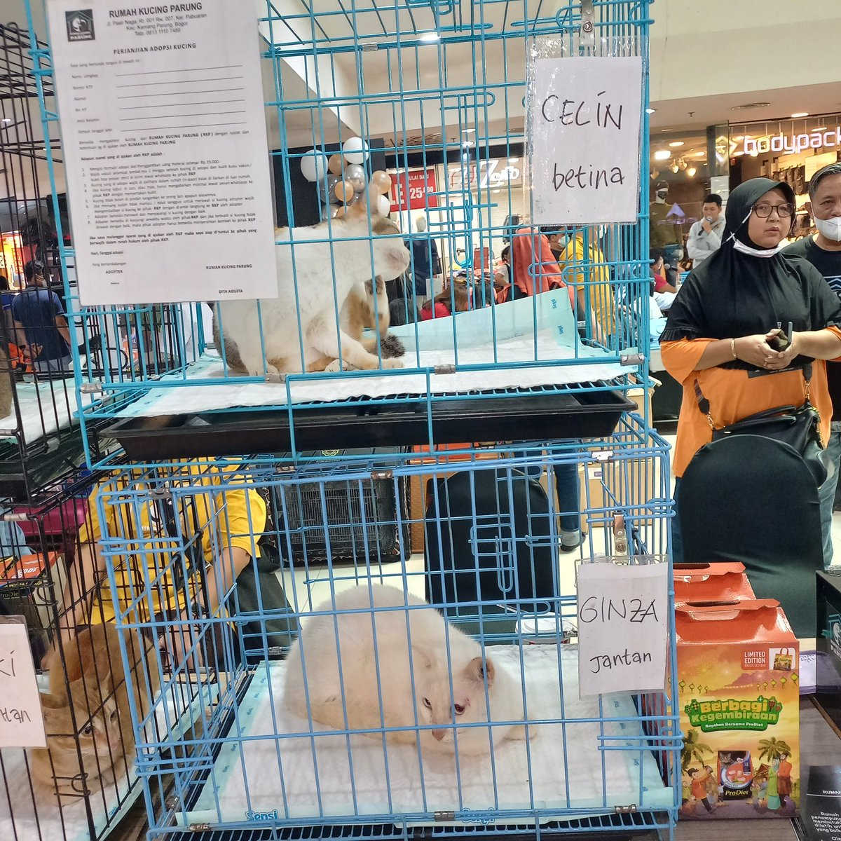 bambicatfams's tweet photo. GUYSS DI ATRIUM SENEN ADA PAMERAN HEWAN PELIHARAAN TRS INI ADA FREE ADOPT ON THE SPOTTT!! CUMA SAMPE BESOKK https://t.co/vT1SEjiPmq
