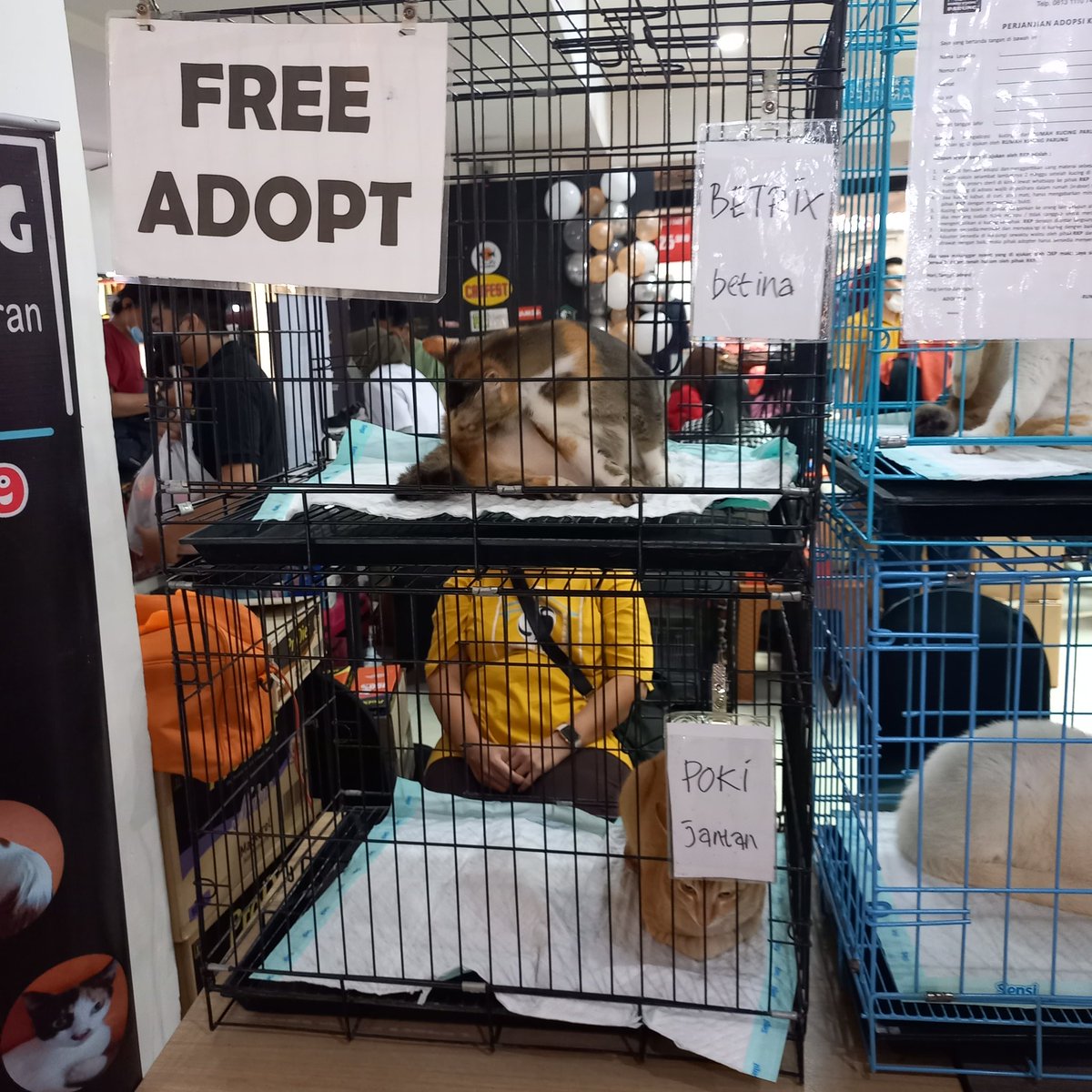bambicatfams's tweet photo. GUYSS DI ATRIUM SENEN ADA PAMERAN HEWAN PELIHARAAN TRS INI ADA FREE ADOPT ON THE SPOTTT!! CUMA SAMPE BESOKK https://t.co/vT1SEjiPmq