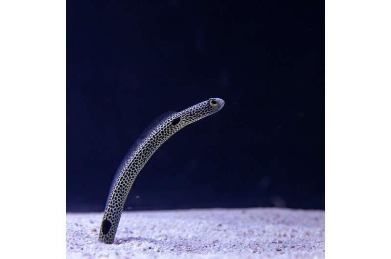 A new lab study on #garden eels shows how these #shycreatures use their burrows, and change their movement and posture, when feeding in strong currents.