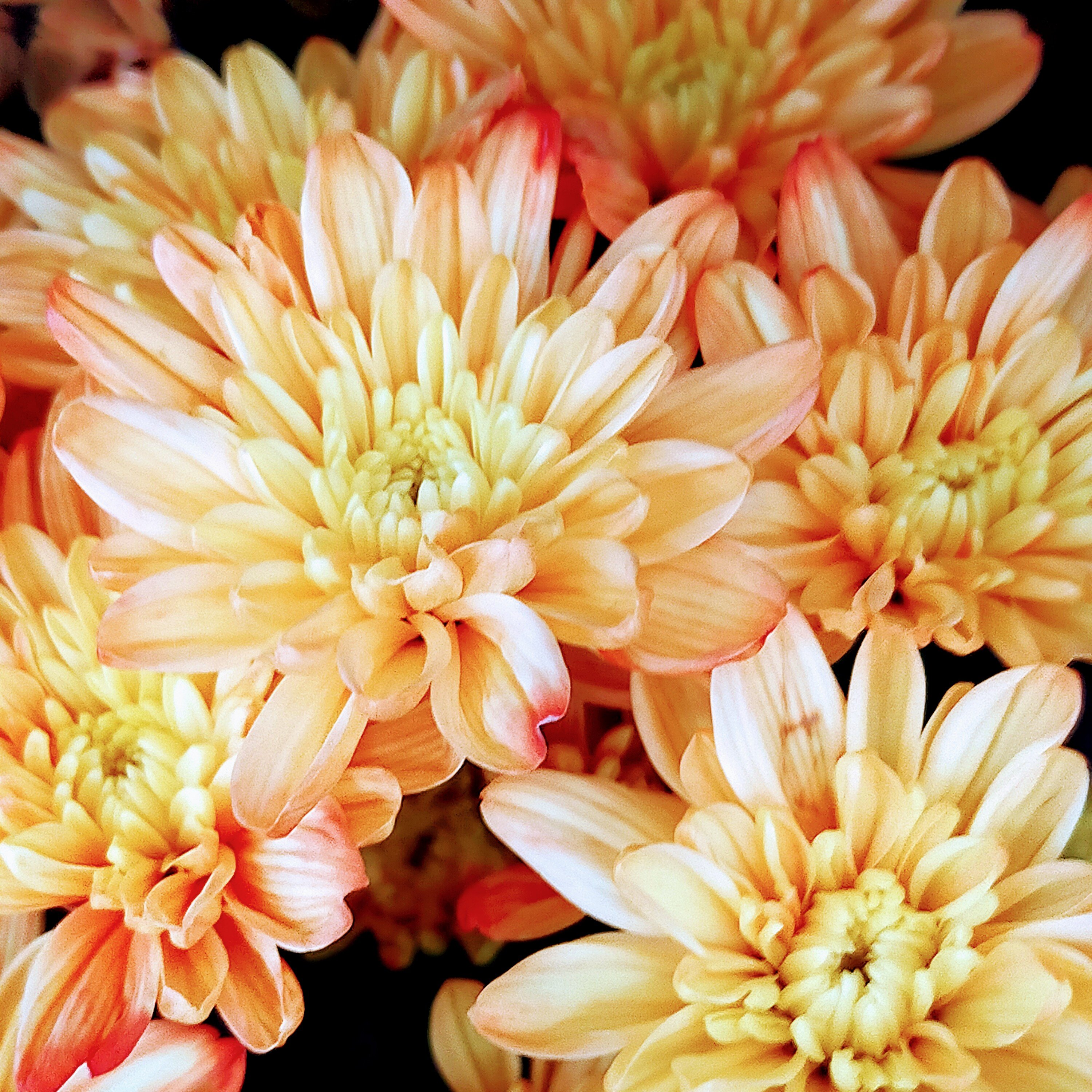 パステル先輩 キラキラ スプレーマム 花の写真 菊の花言葉は 高貴 高潔 高尚 T Co Zyi9k0shtg Twitter