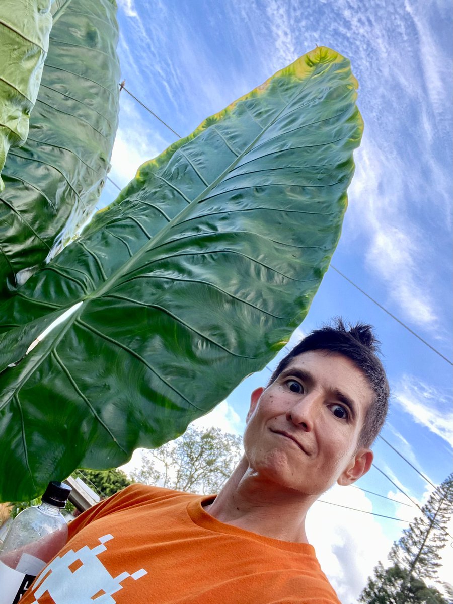 ashtsuji's tweet photo. Now I know how Seymour felt in Little Shop of Horrors 😱
Selfie w/ this monster plant at a home staging for #teamnakanishi - @hawaiilife 🏡
#plant #littleshopofhorrors #audreytwo #landscape #hilo #hawaii #lol #fyp https://t.co/SLxuzz4ZrA