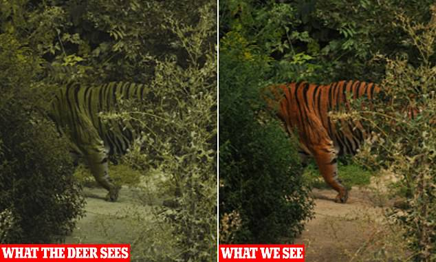 HodariNundu's tweet photo. A reminder that deer and wild boar (the tiger's prefered prey) are dichromats, meaning to them the tiger is not orange, but a dull green about the same as the surroundings. The stripes break its figure, too, making a motionless or slow moving tiger practically insvisible to prey. https://t.co/agcSJtJ8Ma