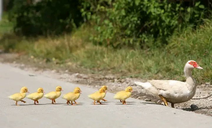 Une mère canard a été photographiée mercredi traversant la route avec ses canetons à Ladvenjak près de Karlovac, en Croatie, réussissant certainement à aligner tous ses canards. Magnifique❤️❤️❤️☘️🌳 #CGTNPhoto #NaturePhotography #Senegal @Faatu_F @sow_bambiXO @adjamaraame