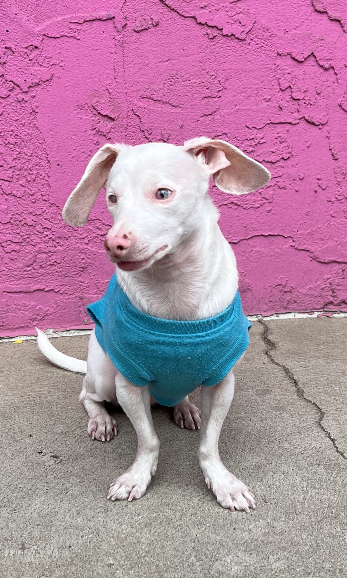 Piglet dog sweater cheap