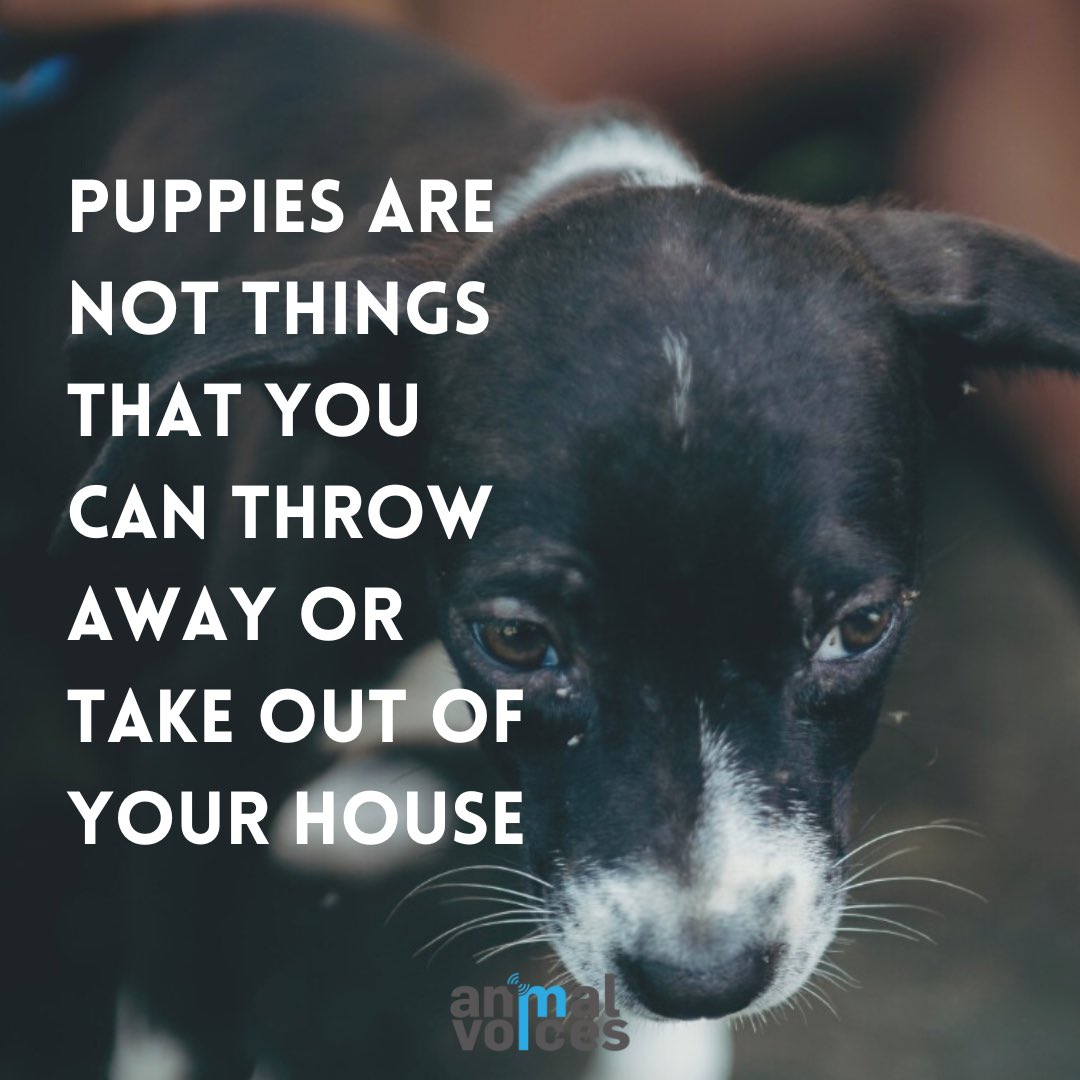 Ellos crean un vinculo tan fuete con nosotros, que nos convierten en su manada; somos todo para ellos y, los peludos, a diferencia de quienes son capaces de abandonarlos, no son capaces de olvidar a los que una vez fueron sus humanos 😢

Si vas a adoptar que sea PARA SIEMPRE.