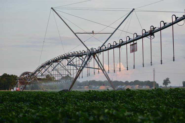 Hot and humid Mississippi Delta evenings call for some much needed furrow and sprinkler irrigation. #mscrops #MSUext 

(📸 @JacobRix_MSU, Extension/research associate and grad student)