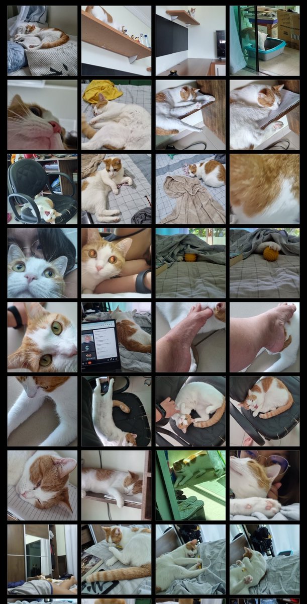 formis 𓆝 tweet media