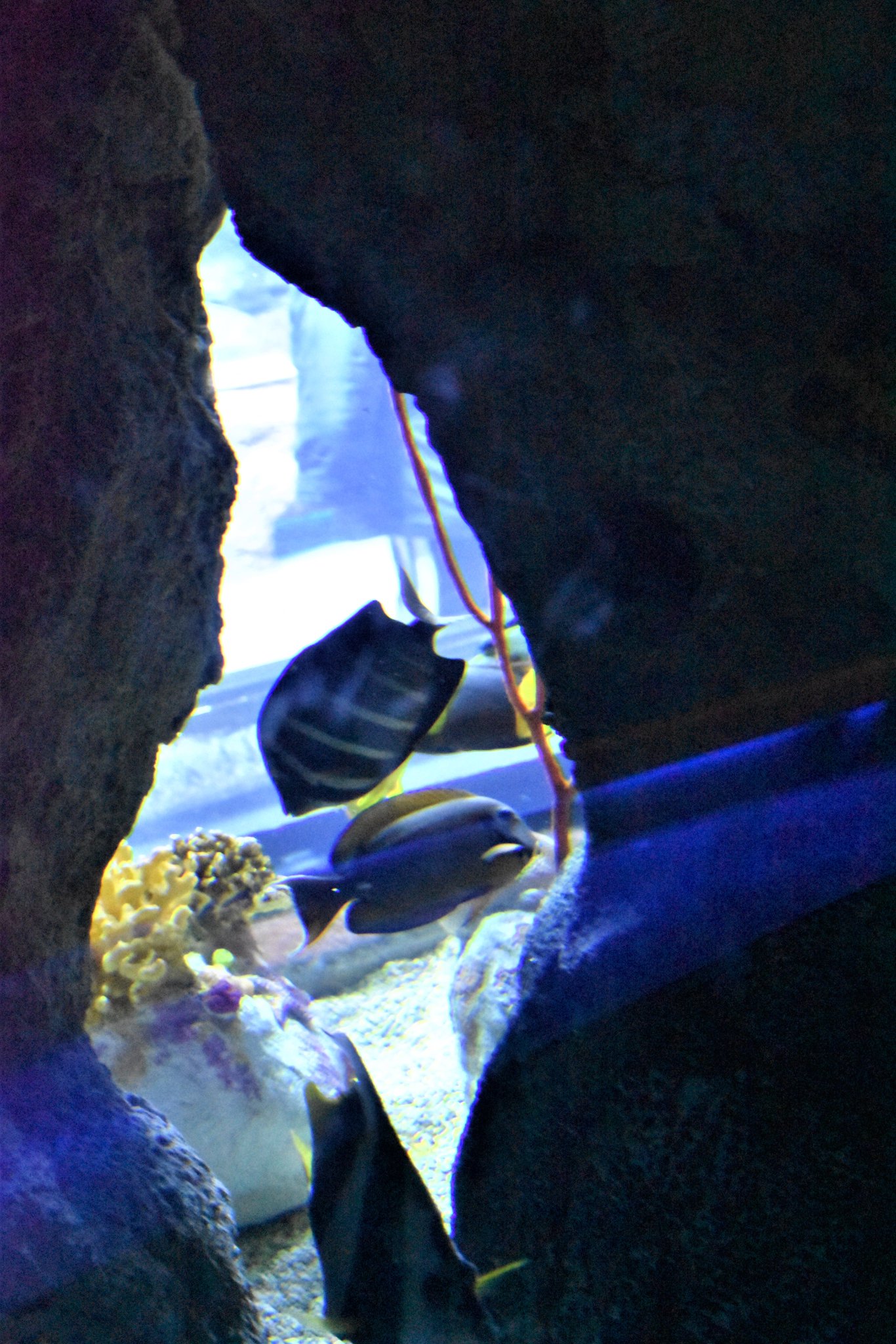 Abq Biopark Aquarium Tickets - j3bix6s