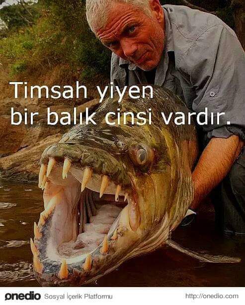 Balığın adını bulamadım