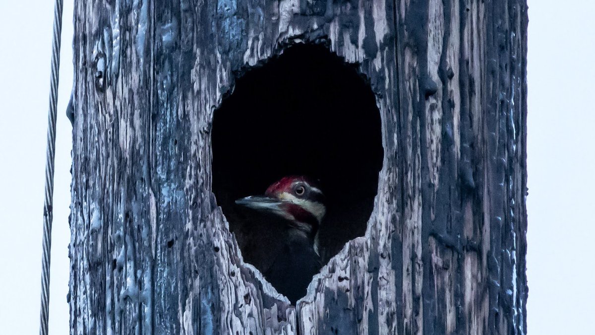 whobedannyd's tweet photo. It turns out that in Florida, if you stay very still while photographing a Pileated Woodpecker in its "hole in the pole" hangout, a Deer will walk right up to you to see what you're doing!!๐
#TheThingsYouLearn!! https://t.co/DW7hkNOFgm