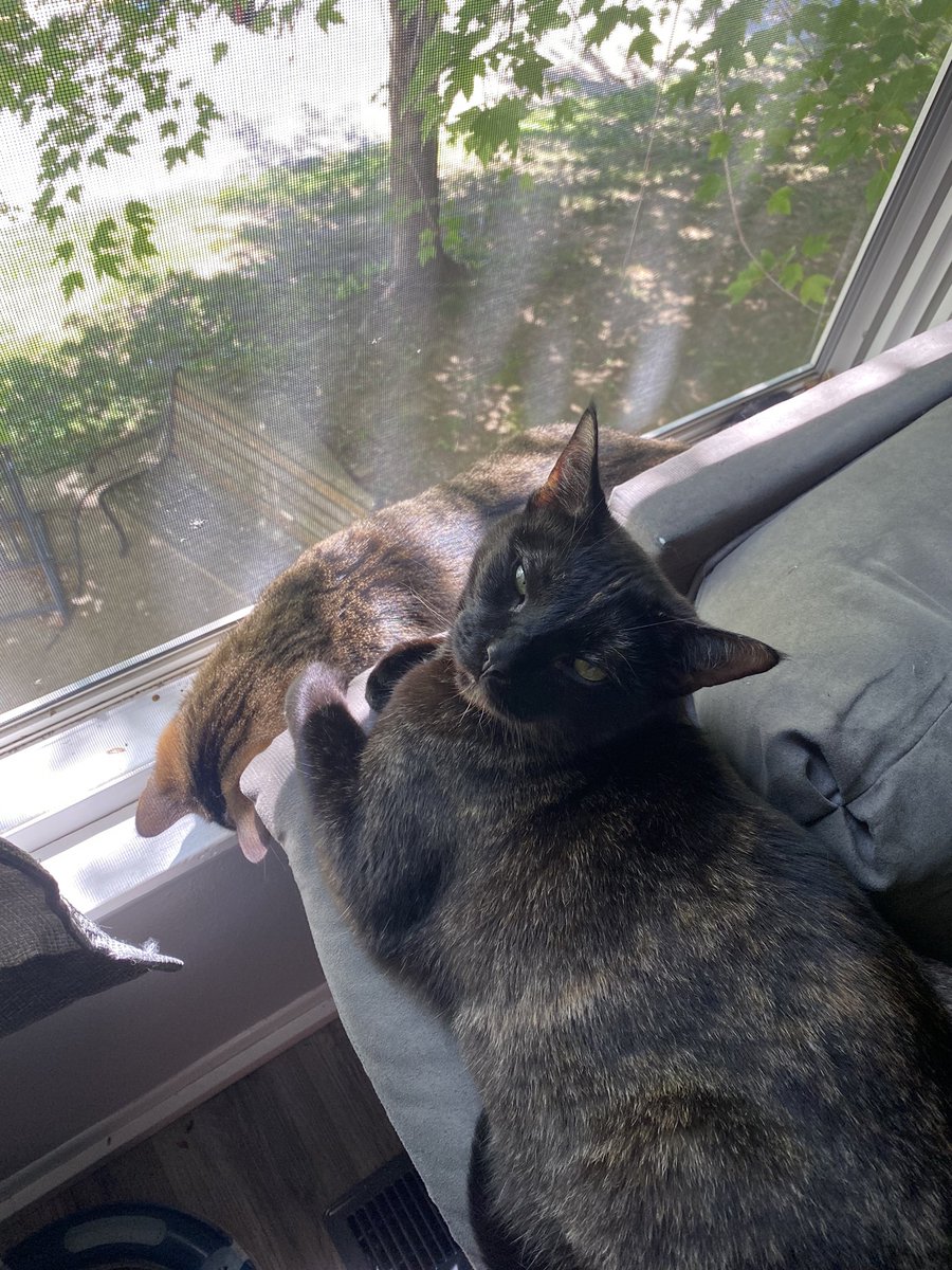 lifeofDalen's tweet photo. Hi guys, my cat Tofu got out from 17 byard st earlier today. She's a turtle shell calico, she doesn't have tags or a collar and is very  friendly please call me at 937-689-4656 if you find her. thanks. ♥️ https://t.co/21OILs9jiX