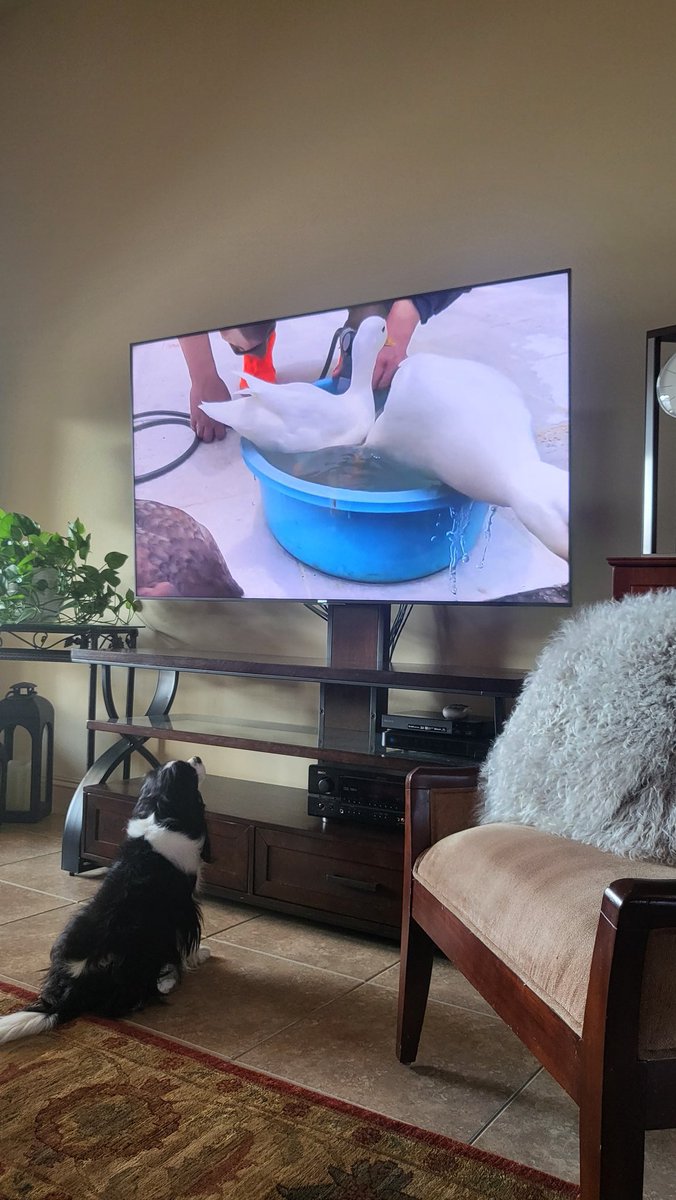 nicoleparra661's tweet image. Boy, have my Friday night activities changed the last few years lol. #lifewithadog #netflixwdog Is it strange that I am cool with it? Lol