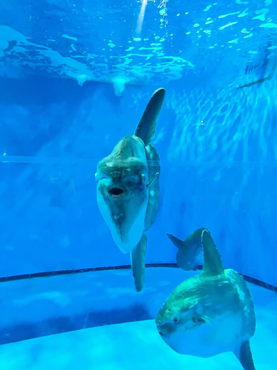 133マンボウ
(ご提供写真) https://t.co/UPhcbjSDlw