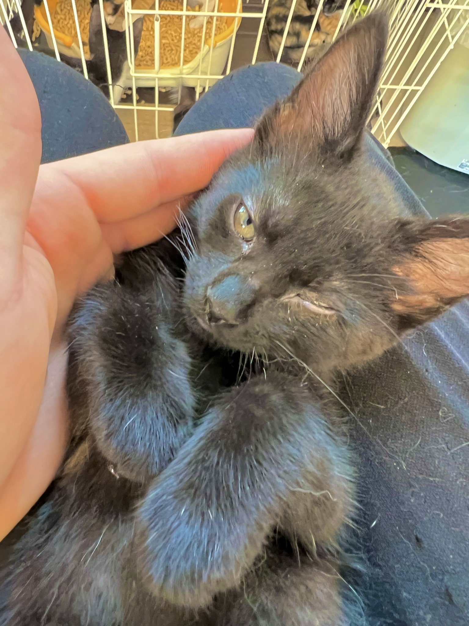 たなかじ 保護猫カフェ 船橋猫カフェ T Co Ldca8bovmf Twitter たなかじ 保護猫カフェ 船橋猫カフェ T Co Ldca8bovmf Twitter