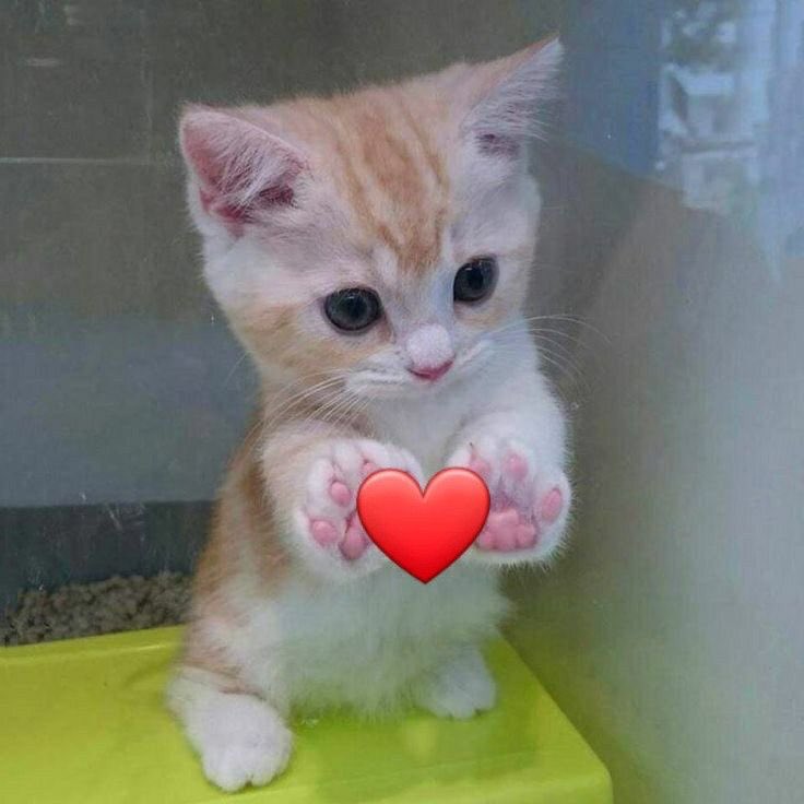 dedicabotss's tweet photo. ⠀°• ¡beep beep! 📬❣️

Hey, @iBILLYSCAR ¡te ha llegado una canción acompañada de un mensajito de parte de @stivkitties! 

› "Te amo mucho, rayito de sol que ilumina mis días, que decir.. eres más brillante que él sol" 

› https://t.co/mCo6QqChaJ https://t.co/vm7p9q7tUI