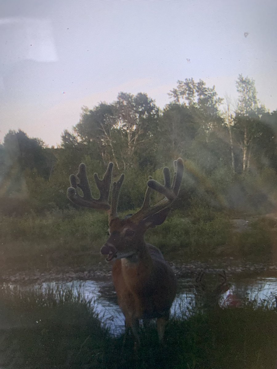 Jason wipf tweet media