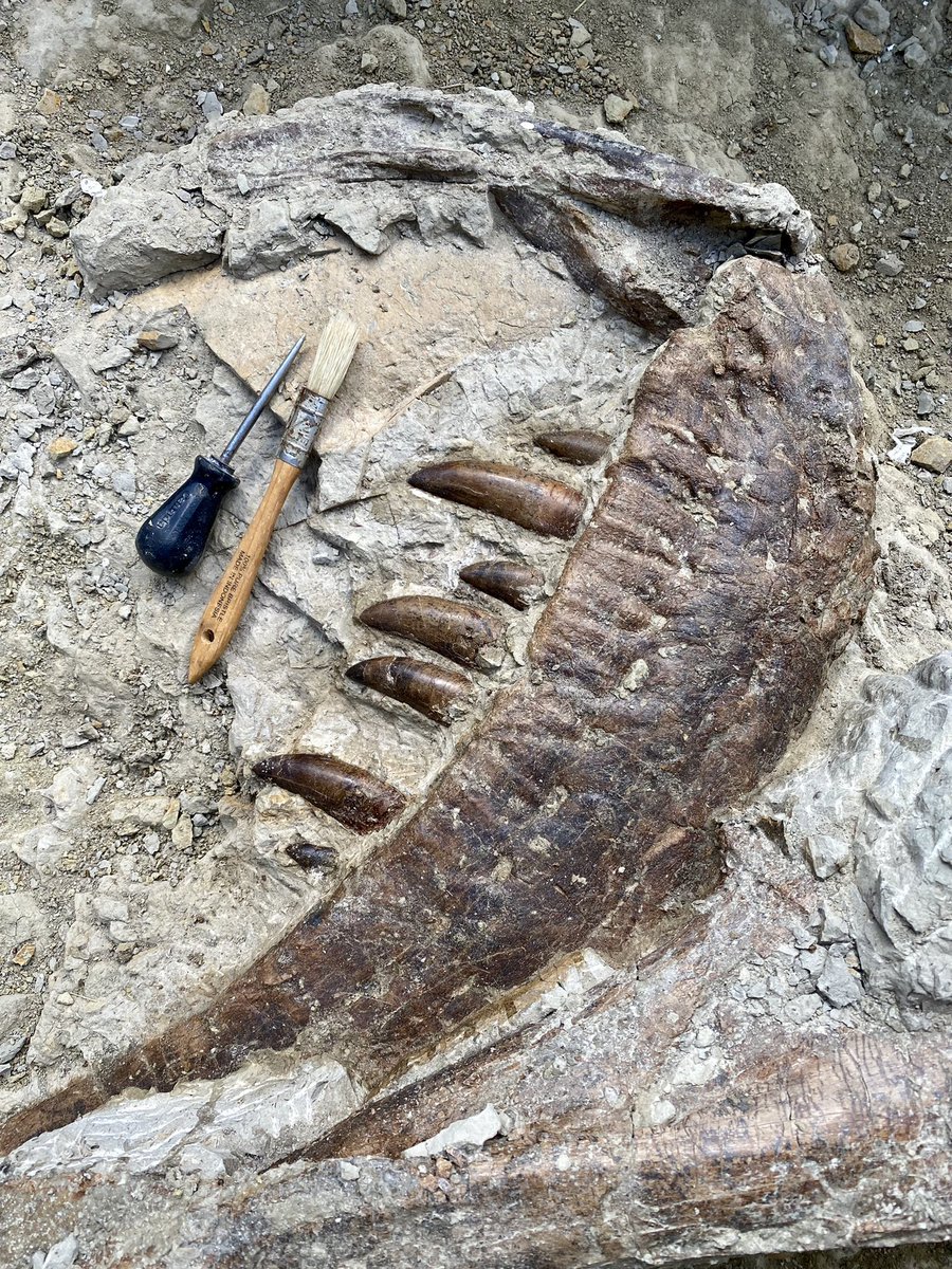 David Evans tweet media